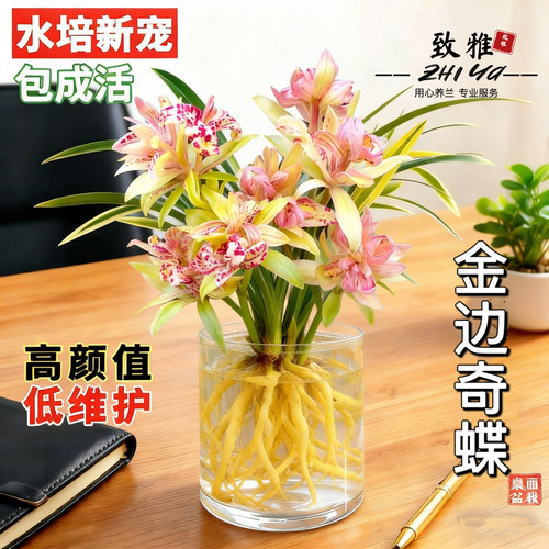 水培兰花苗金边奇蝶室内办公室小盆栽绿植花卉好养四季兰花花苞