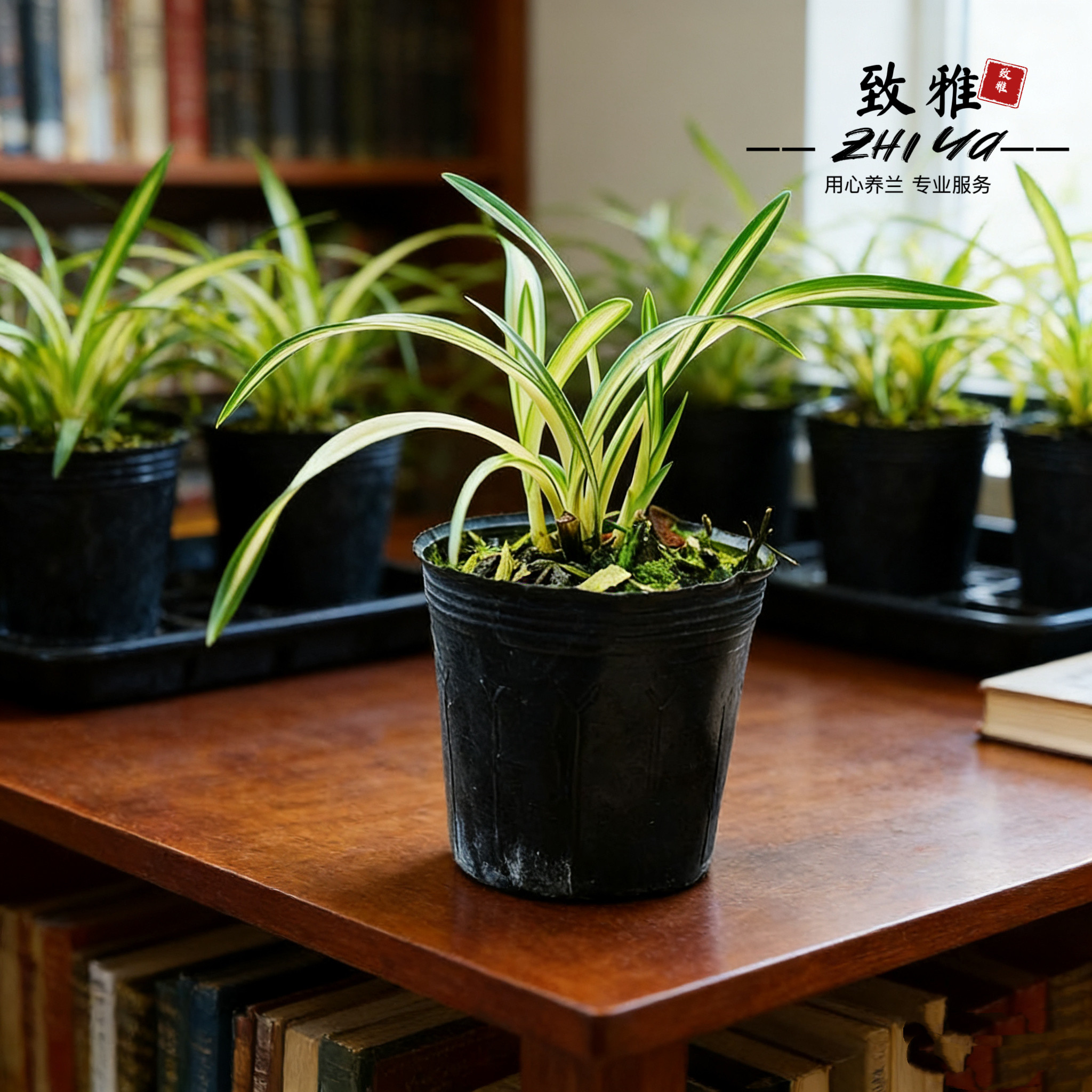 兰花苗矮种春兰黄金中透线艺富贵阳光绿植花卉苗净化空气客厅室内