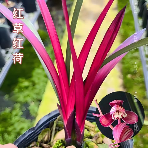 基地清园建兰红草红荷浓香四季兰花苗花苞新手好养红花卉绿植盆栽