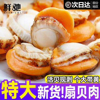 新鲜特大扇贝肉带黄海鲜批发顺丰