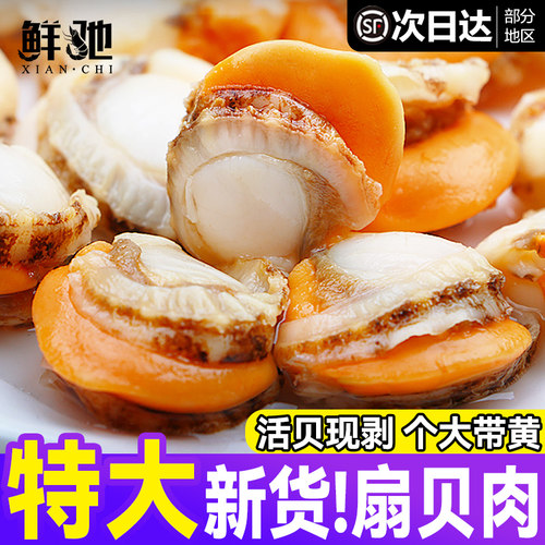 新鲜特大扇贝肉带黄海鲜批发顺丰