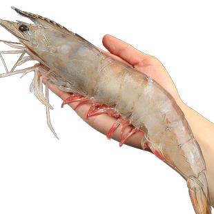 深海特大对虾明虾海白虾青虾类基围虾斑节虾青岛海鲜鲜活速冻水产