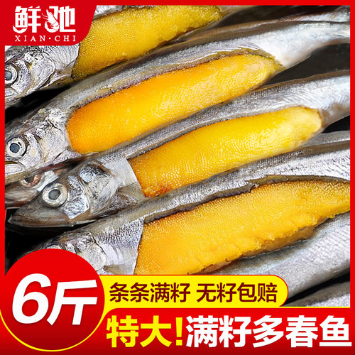 万人回购！多春鱼满籽超特大号