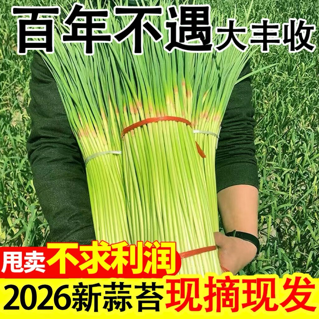 2026新鲜蒜苔河南脆嫩红帽蒜薹当季农家蔬菜短细蒜苔蒜苗5斤整箱