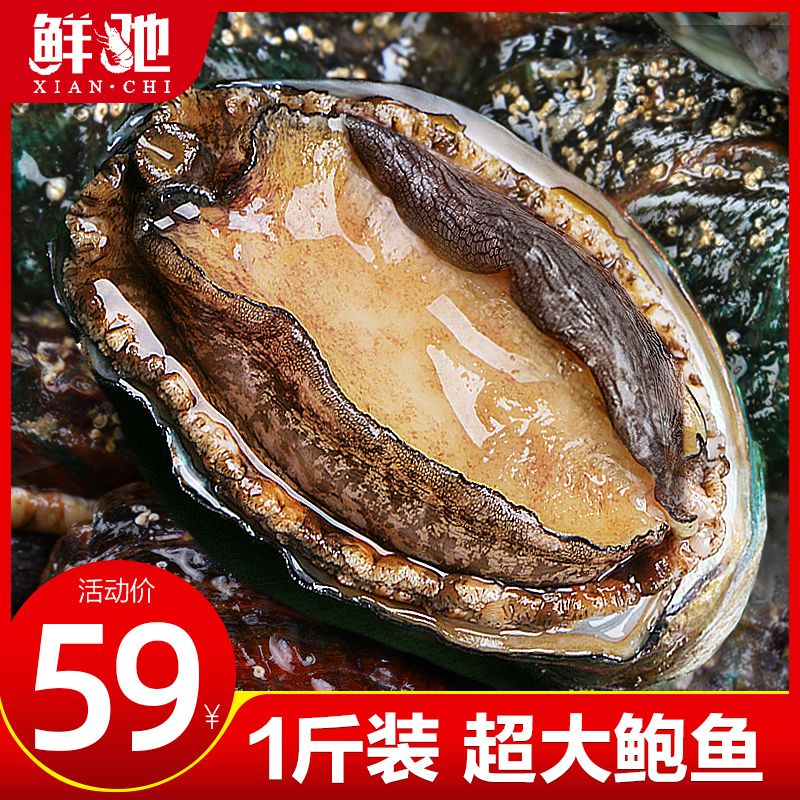 鲜驰新鲜鲍鱼海捕海鲜冷冻500g