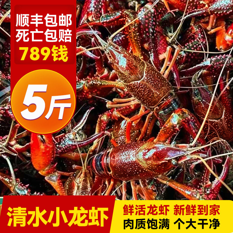 清水鲜活小龙虾789钱特大5斤整箱10斤商用批发新鲜稻田虾大虾3斤