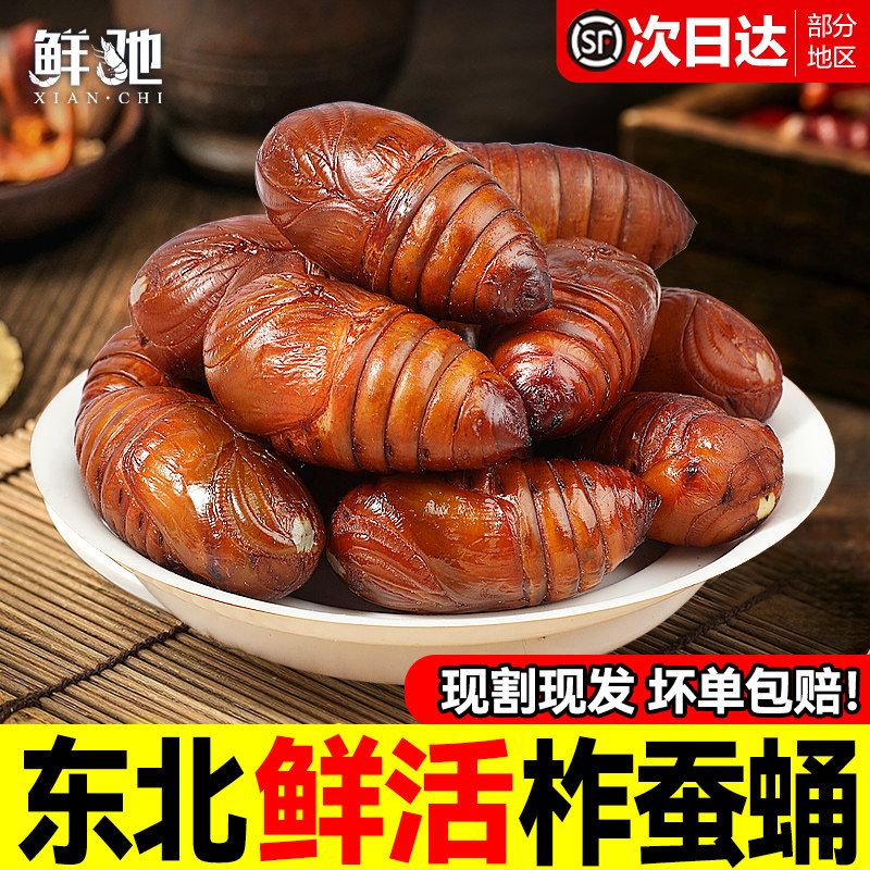 东北鲜活柞蚕蛹大个蚕蛹新鲜活蝉蛹黄蚕蛹大茧蛹高蛋白香蝉蛹500g