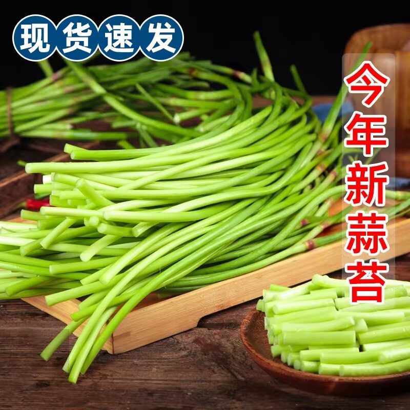 2026新鲜蒜苔河南脆嫩红帽蒜薹当季农家蔬菜短细蒜苔蒜苗5斤整箱