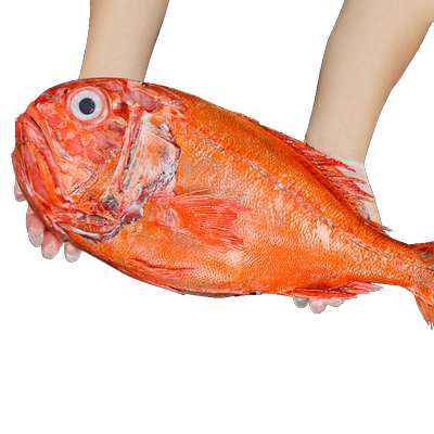 新西兰鲜捕深海长寿鱼体肥个大