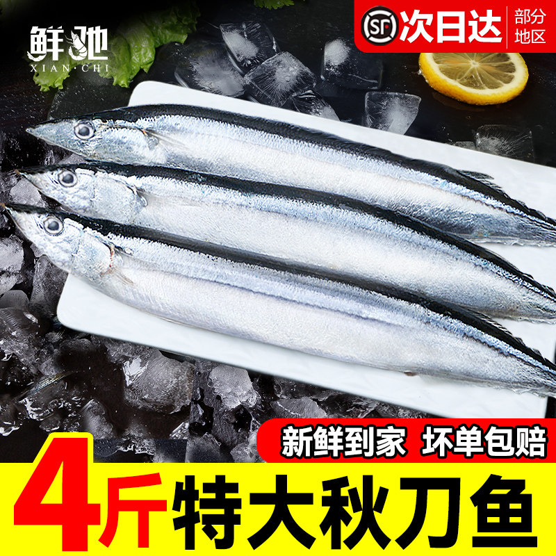 鲜捕秋刀鱼特大号4斤日料店同款图片