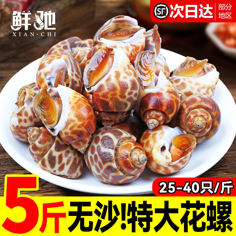 特大深海花螺鲜活海鲜东风螺贝类图片