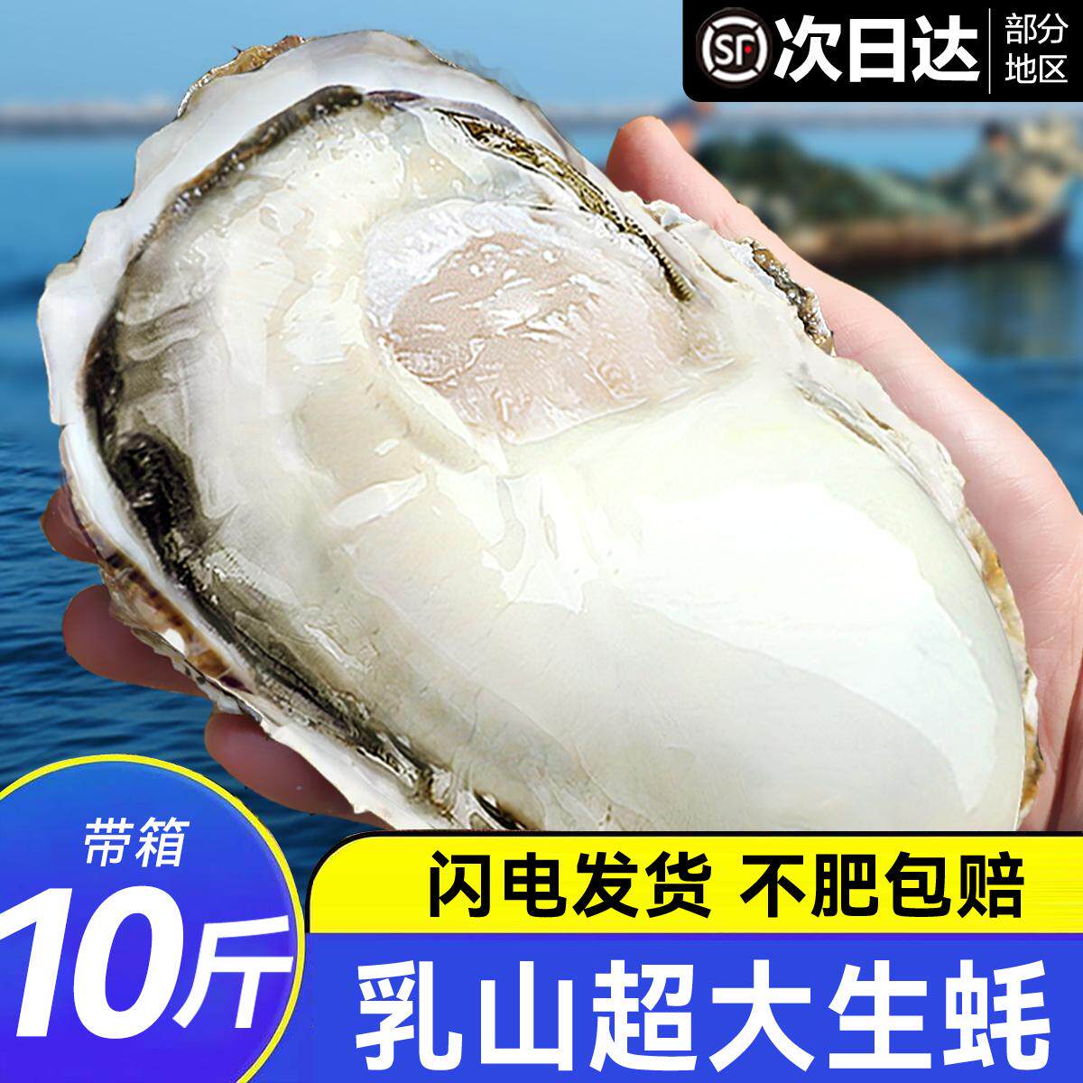 鲜活乳山生蚝顺丰直达