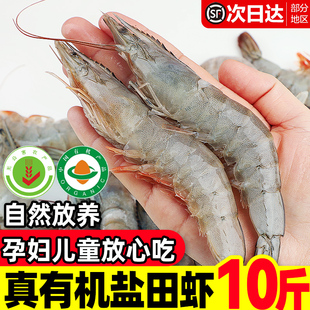 盐田无抗虾真有机活虾盐冻鲜虾生冻新鲜冷冻白虾速冻纯天然无公害