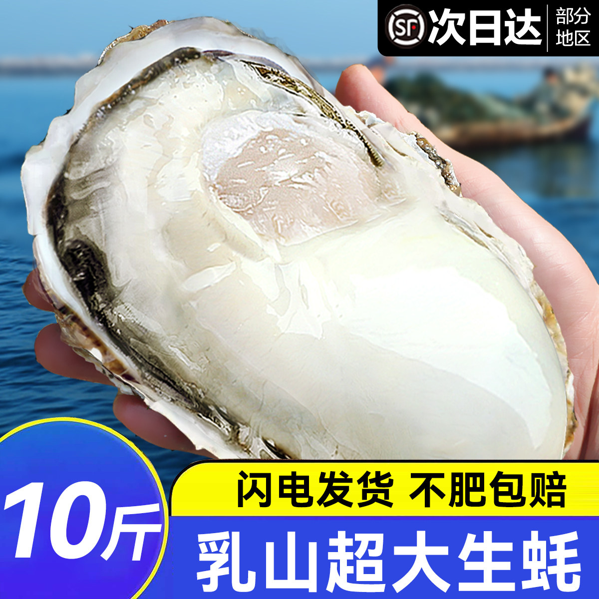 鲜活乳山生蚝顺丰直达