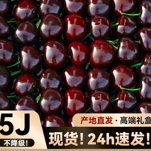 现摘当天发6J大连美早大樱桃车厘子脆甜新鲜孕妇水果包顺丰送礼果