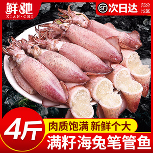 海兔子满籽鲜活笔管鱼海鲜新鲜全籽籽乌冷冻墨鱼仔乌贼小鱿鱼水产