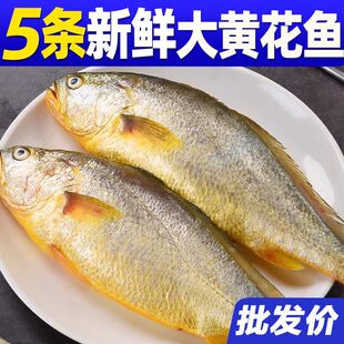 鲜驰正宗黄花鱼大号新鲜海捕深海大黄花鱼冷冻海鲜水产一箱批发