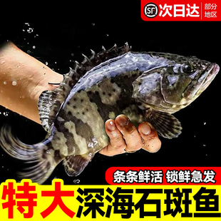 石斑鱼鲜活冷冻野生超大深海鱼老虎斑龙胆龙趸老虎斑海鲜水产