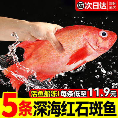 万人回购！红石斑鱼鲜活冷冻超大