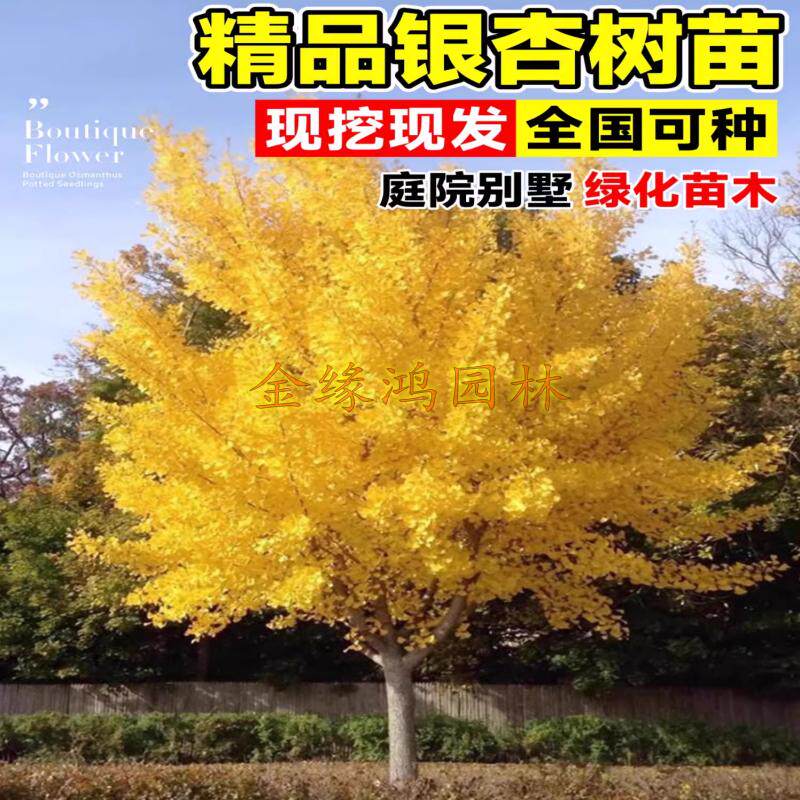 银杏树活苗别墅庭院绿化