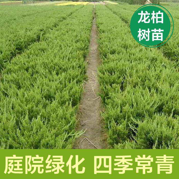 龙柏苗龙柏树苗小龙柏球蜀桧塔柏侧柏蜀块地柏宝塔松树苗四季长青