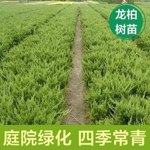 龙柏苗龙柏树苗小龙柏球蜀桧塔柏侧柏蜀块地柏宝塔松树苗四季长青