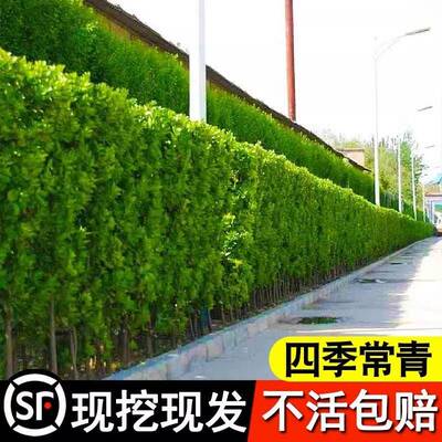 围墙篱笆植物大叶北海道黄杨苗冬青树苗四季常青耐寒庭院绿篱树苗