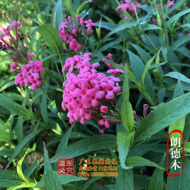 阳台庭院郎德木花苗 花坛绿化带花海银叶郎德木 包邮四季开花盆栽