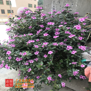 长春花种子耐热长花期日日春五叶梅四季梅种籽花坛阳台室内外盆栽