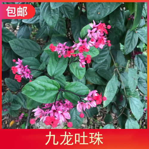 庭院植物阳台开花不断龙吐珠包邮