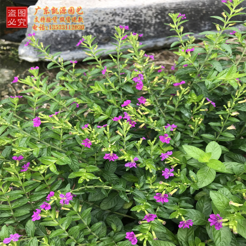 满天星细叶萼距花紫雪茄花星花红花满天星小苗盆栽庭院花境矮绿篱