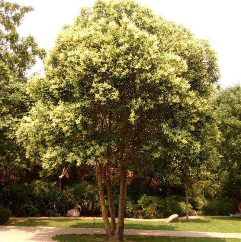 庆缘仿真女贞树人造假女贞树道路两旁装饰仿真树