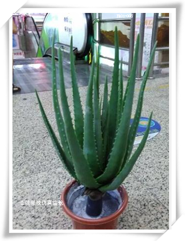 仿真盆景芦荟小绿植