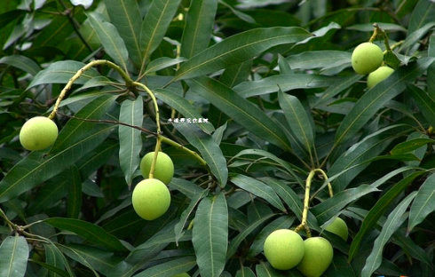 仿真扁桃树 仿真绿植 仿真树枝 仿真桃树仿真树 仿真扁桃树绿植