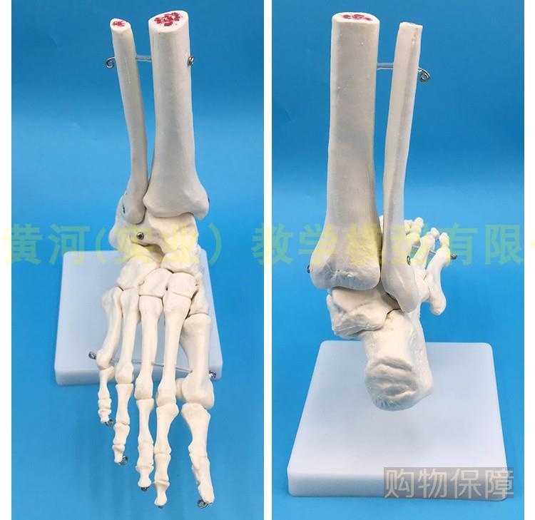 脚关节模型脚骨模型脚部骨骼结构造模型足部踝关节无韧带腓骨趾骨