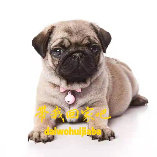 纯种巴哥犬幼犬哈巴狗斗牛银狐