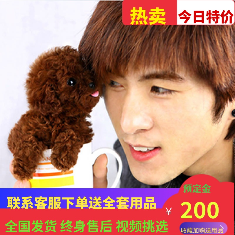 纯种家养比熊博美小型犬宠物狗