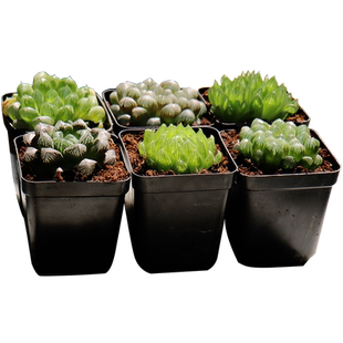 玉露多肉植物十二卷冰灯姬玉露樱水晶黑肌寿玉露套餐组合自产自销