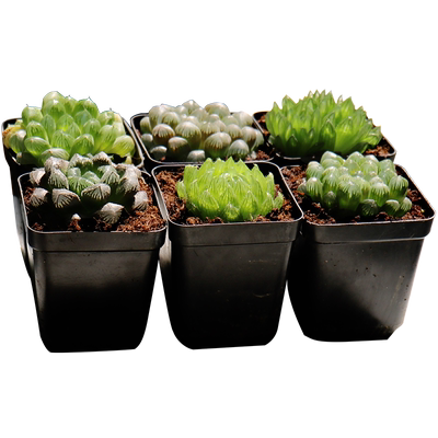 玉露多肉植物十二卷冰灯水晶