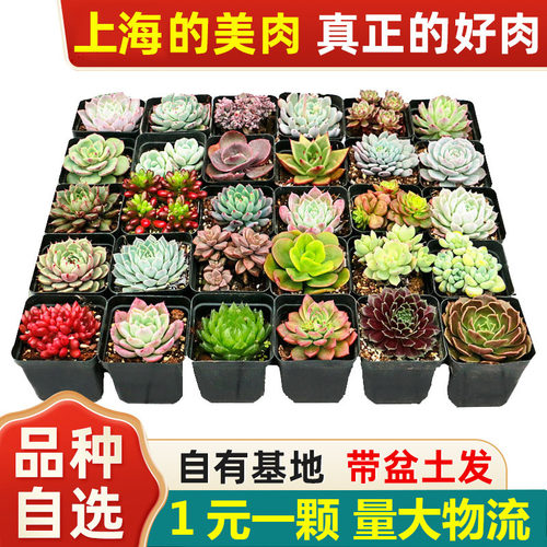 含盆套餐组合桌面多肉植物