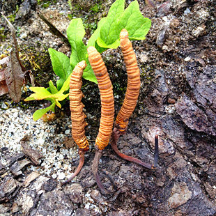 野生直发正品3条2克包邮冬虫夏草