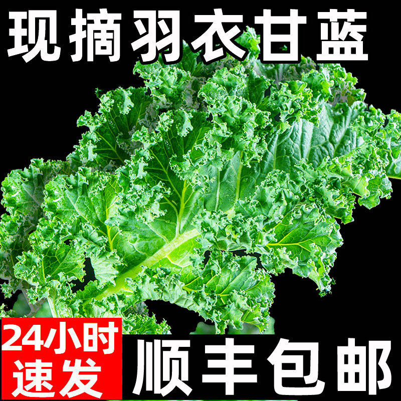 羽衣甘蓝新鲜蔬菜食用顺丰包邮kale榨汁西餐烤片轻食西餐沙拉蔬菜