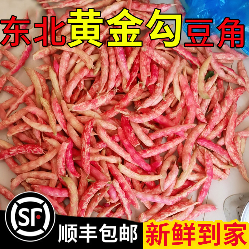 东北当季新鲜现摘黄金勾沟花豆角特产蔬菜黄金钩豆角面鼓芸八月忙