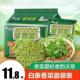 夜宵充饥速食 方便面整箱超香高端泡面散装 直供白象香菜面袋装 新品