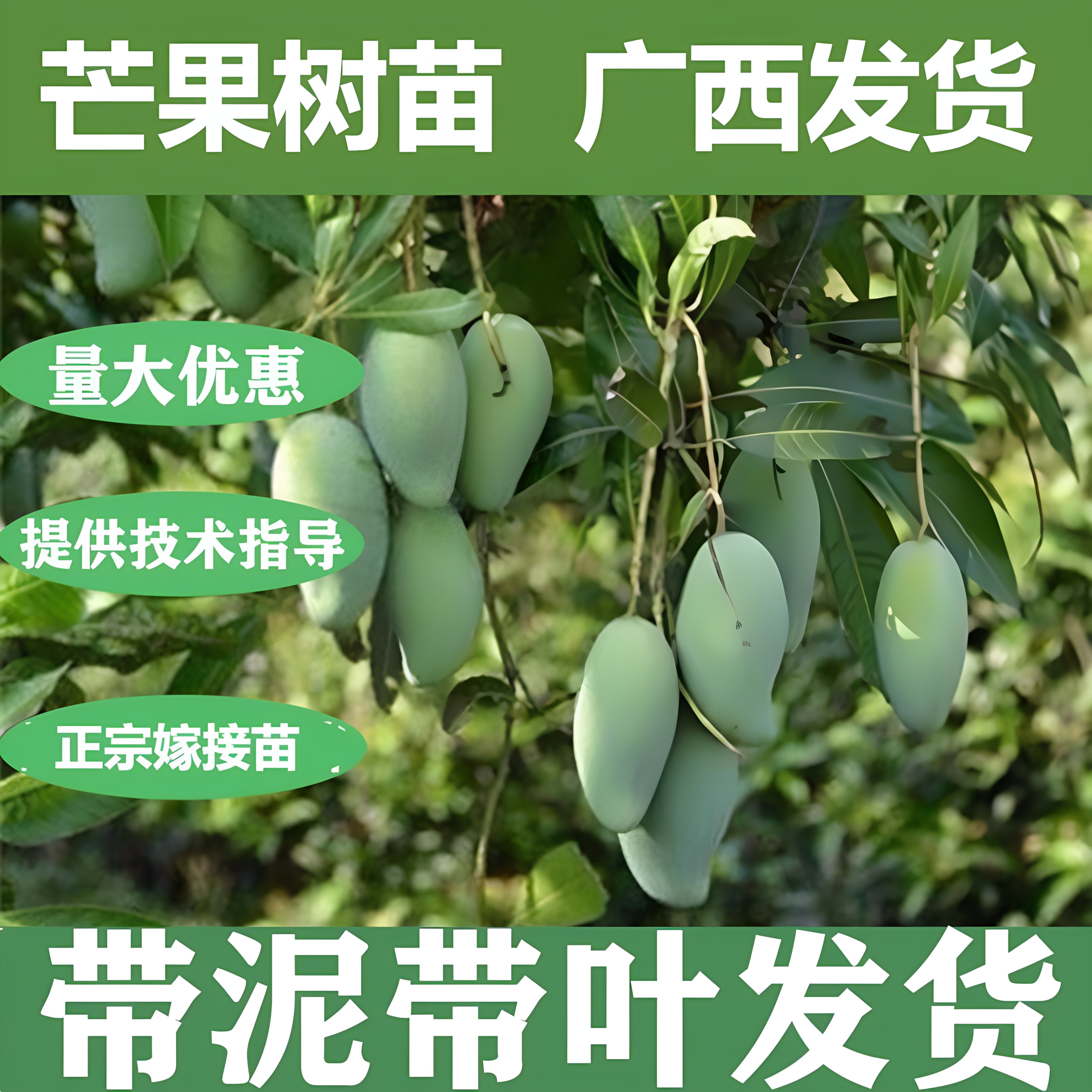 正宗嫁接芒果树苗带土带叶嫁接苗当年结果南方种植北方种植