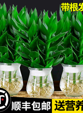 富贵竹水培植物观音竹带根室内盆栽花卉绿植绿萝转运竹子客厅水养