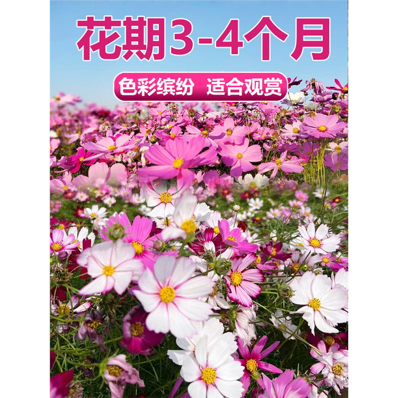 波斯菊花种子格桑籽海七彩