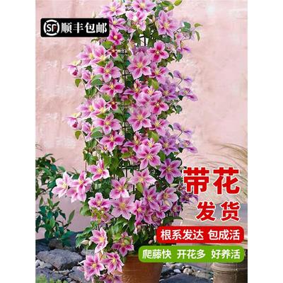 铁线莲爬藤植物庭院耐寒绿