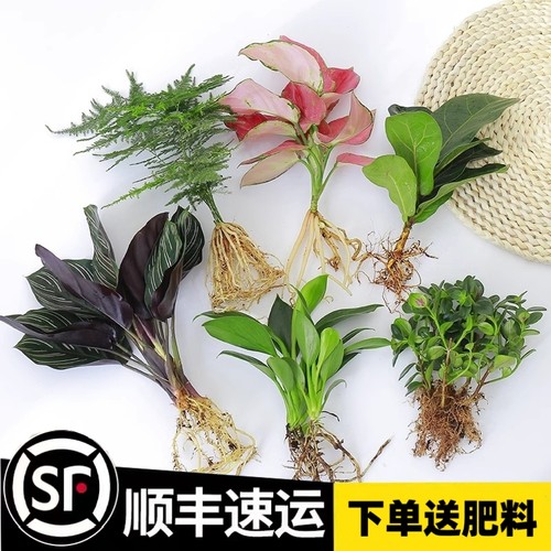 水培植物绿室内养白掌花卉