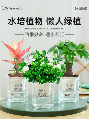 水培植物绿萝箩发财树多肉